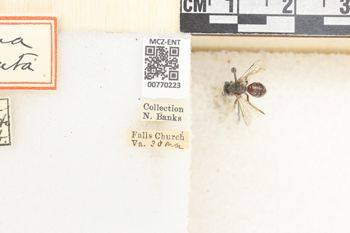 Media type: image;   Entomology 770223 Aspect: Labels